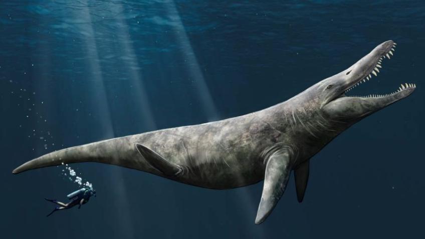 Preparation of a mysterious gigantic pliosaur jaw