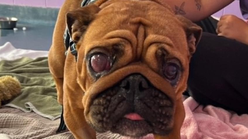 Help Bow get the second chance she deserves.