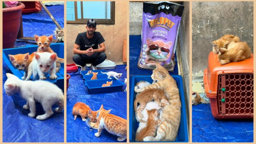 Stray cat rescue centre