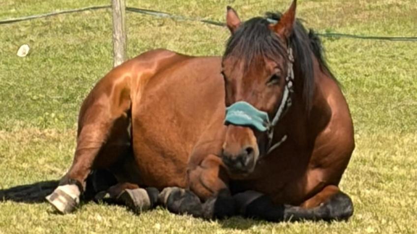 Second Chance Horse Rescue UK