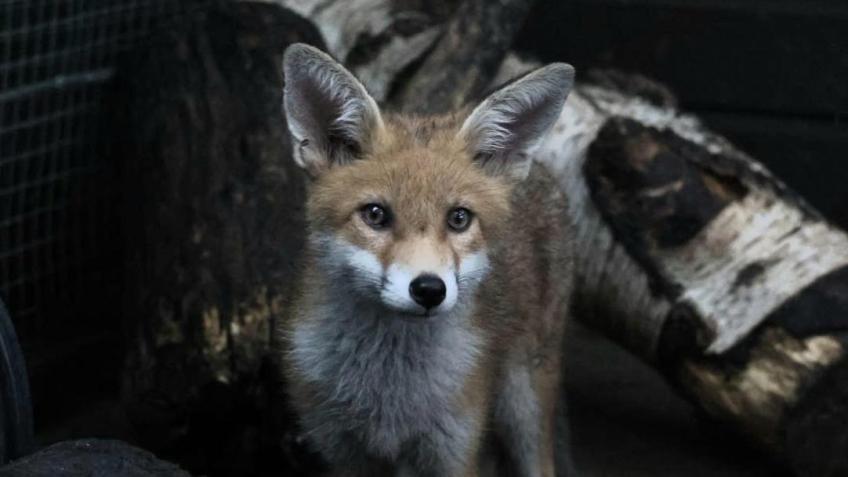 Help us build a new fox release pen