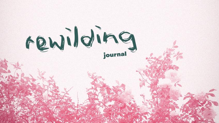 Rewilding journal - a feminist publication