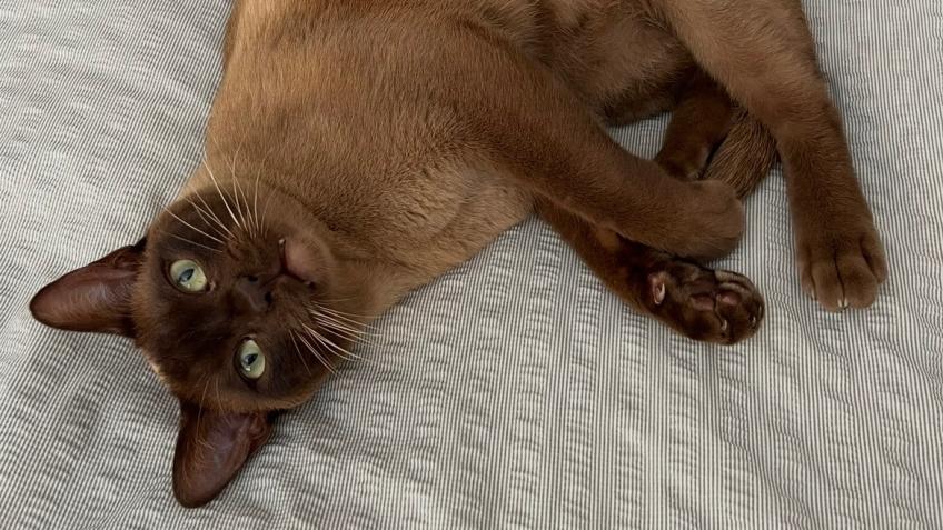 Beau’s intensive care