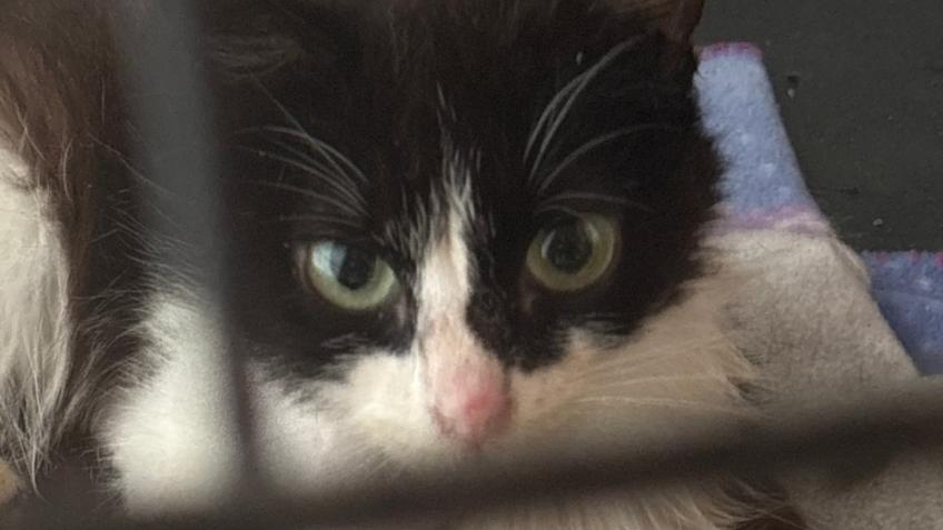 Help Pip on the road to recovery