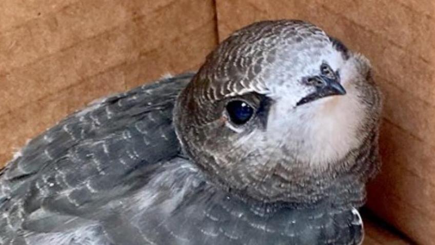 Support our local rehabber's costs
