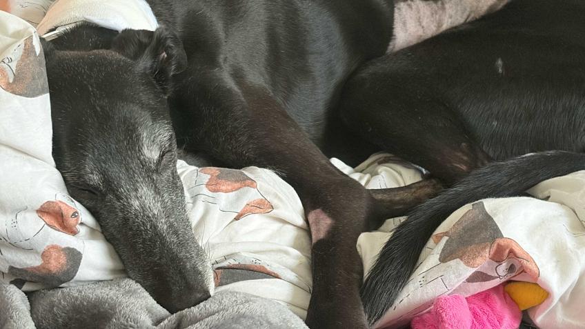 Podge, our Greyhound, has a poorly gut! 🐾