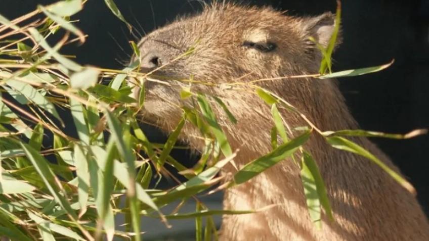 Win breakfast with the Capybara!