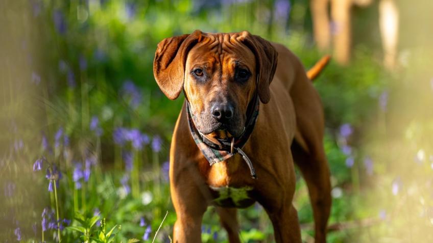 Help Mila Keep Living the Life He Deserves