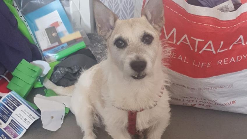 Trying to raise funds for my beloved dog ozzy