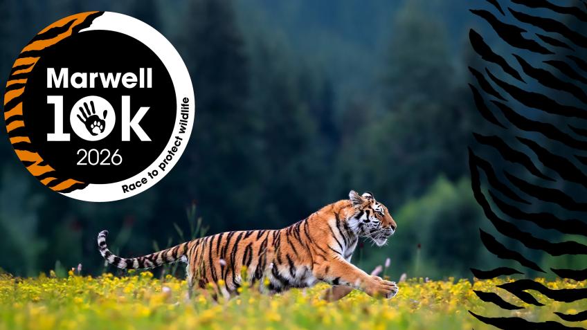 Win Entry to the Marwell 10K 2026