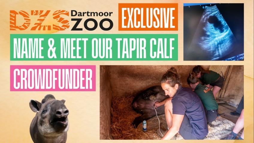 EXCLUSIVE - Name & Meet our Brazilian Tapir Calf!