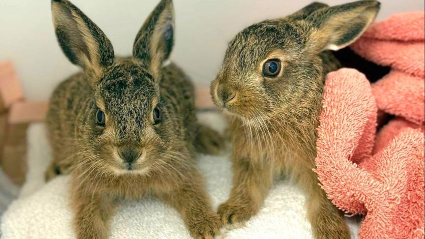 HELP PROTECT WILDLIFE