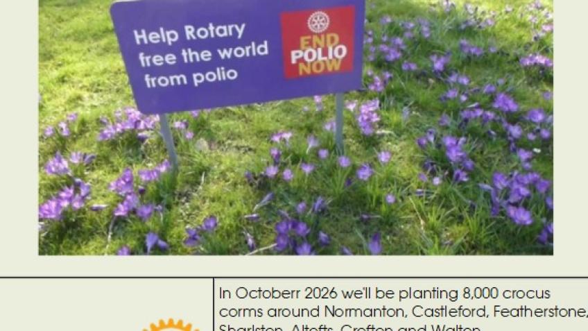 Help Plant Crocuses - End Polio Now