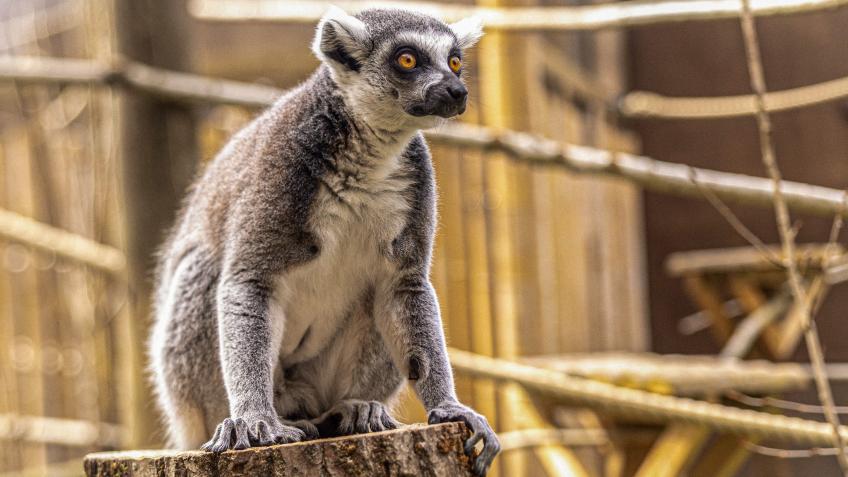 WIN: Feed our NEW ring-tailed lemurs!