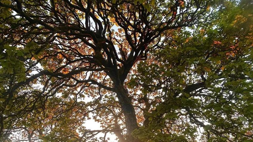 Protect Hollybush Woodland