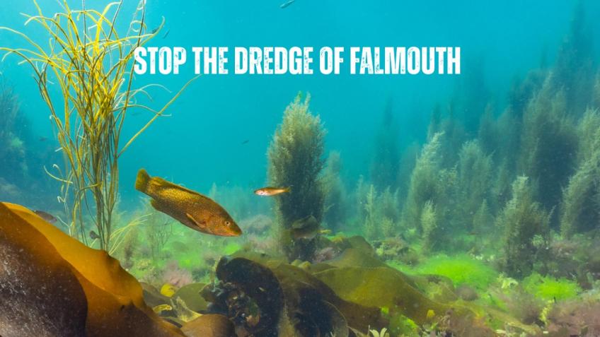 Stop The Dredge of Falmouth Docks