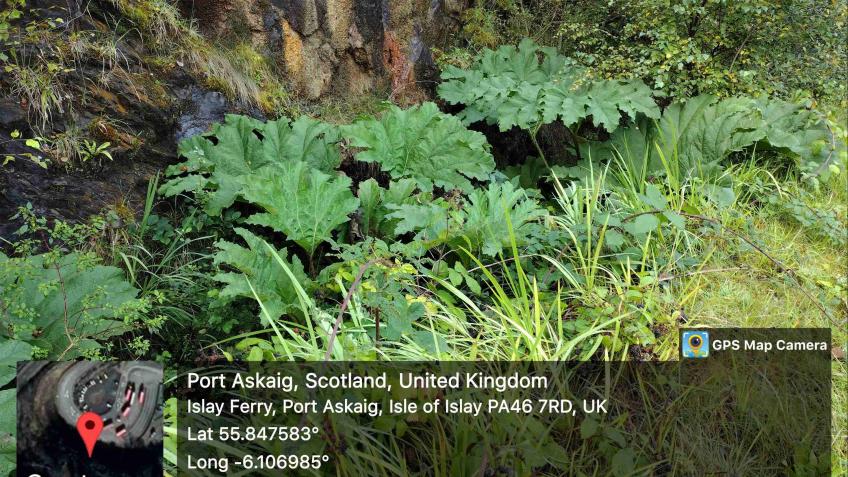 Islay & Jura Invasive Plant Eradication Project