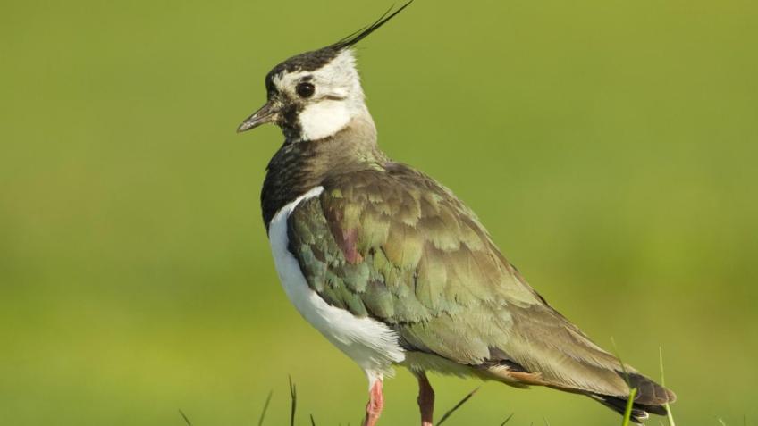 Swannybrook Farm Lapwing Recovery, Oxfordshire