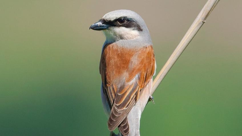 Red-backed Shrike Recovery