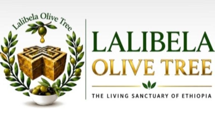 LALIBELA OLIVE TREE