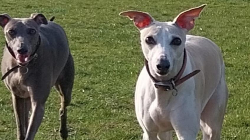 DOG HUB activity, wellbeing and community