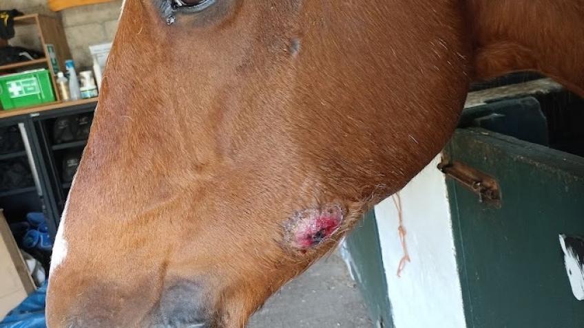 Vet fees and hay loss