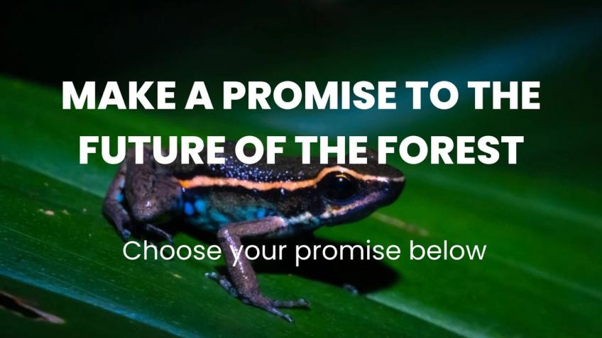 A Forest Promise - Prize Draw