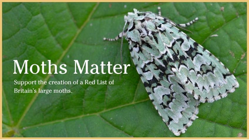 Moths Matter - Let's give them their moment
