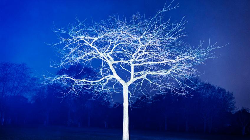 Victoria's Trees: Photomonth Exhibition