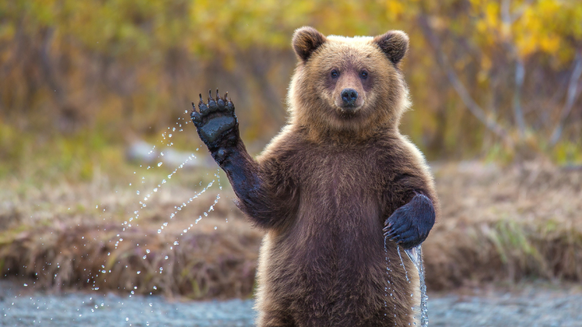 Bear Love for Cave