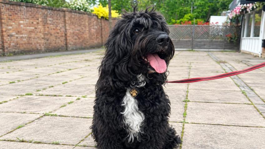 Alfie’s specialised surgery