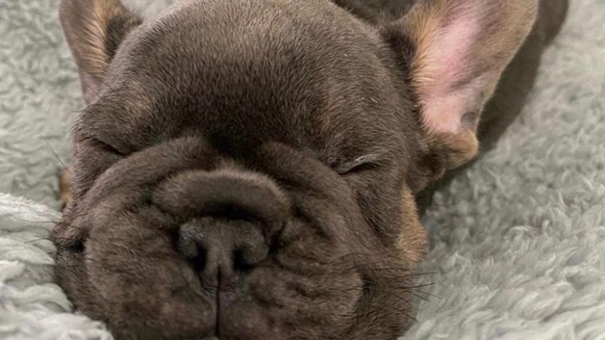 Help Hugo walk again ❤️