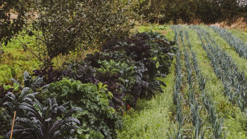 Building Biodiversity alongside our CSA
