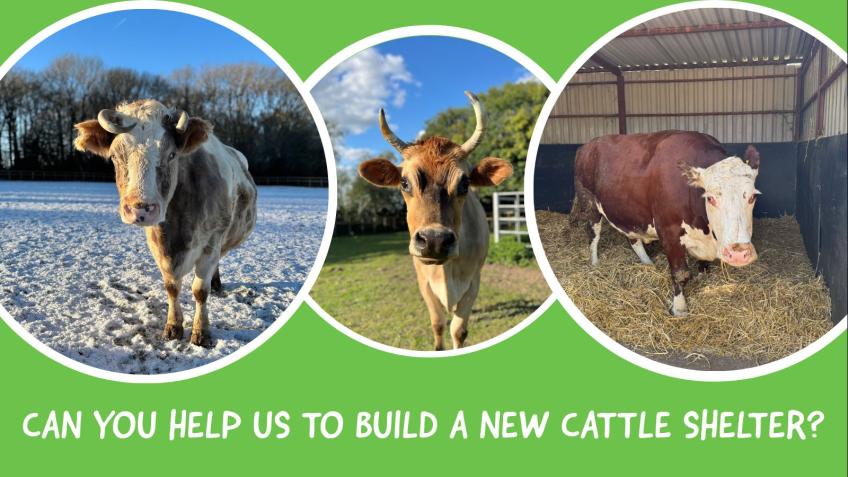 A New Cattle Shelter for Foal Farm Animal Rescue
