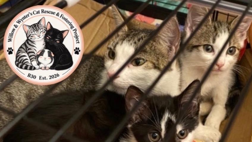 Newlands Rd Stray and Feral Cat Neutering