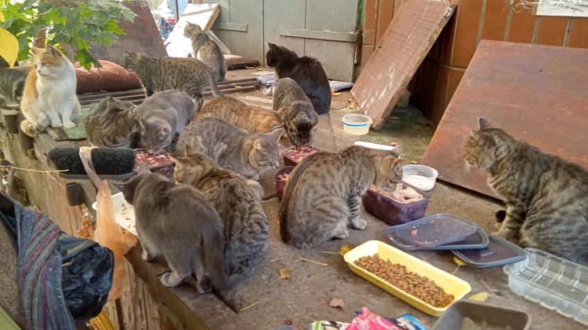 Keep Kyiv’s Rescue Cats Warm This Winter