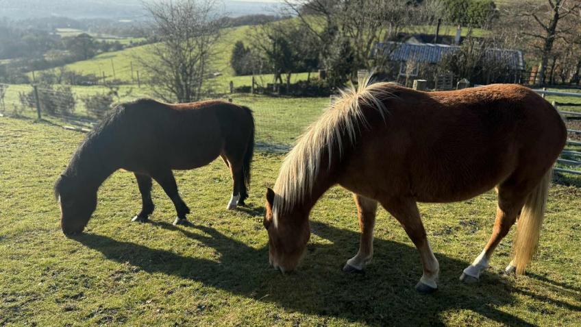 Support Our Ponies & Programmes