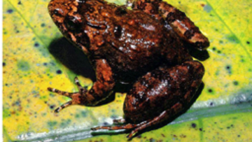 Rescue Phrynobatrachus irangi