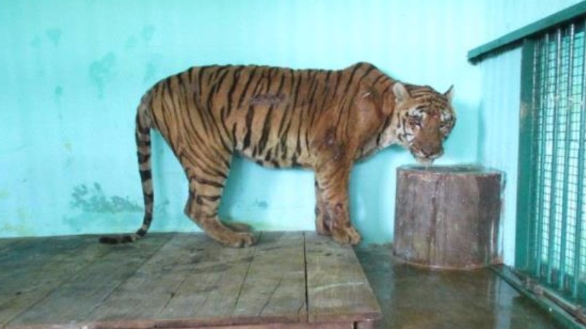 Tiger Rescue & Care
