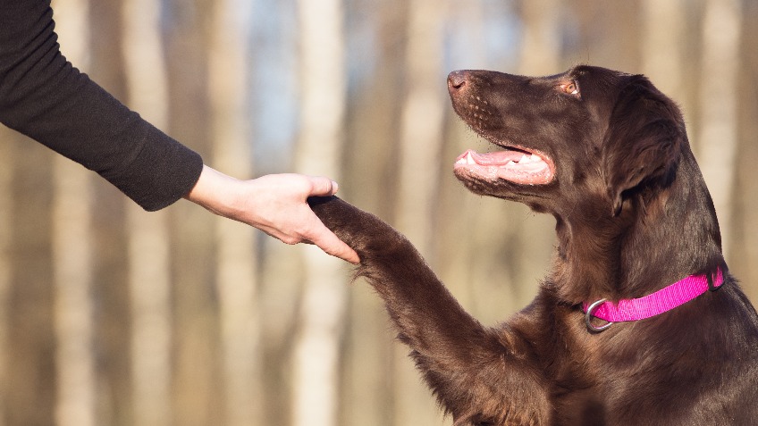 National Ethics in Dog Training Event