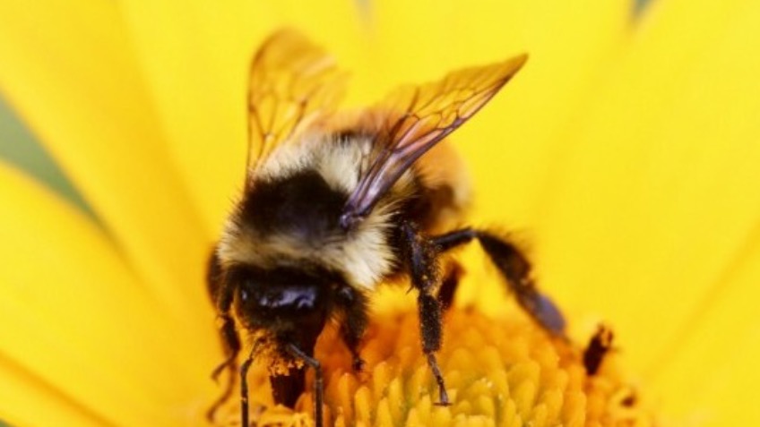 Save the British Bees!  Cider & Honey Education