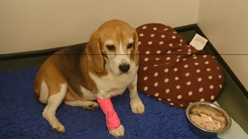 Sophie the beagle's operation and treatment