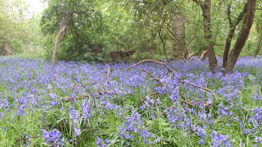 The Riddy Wood Project