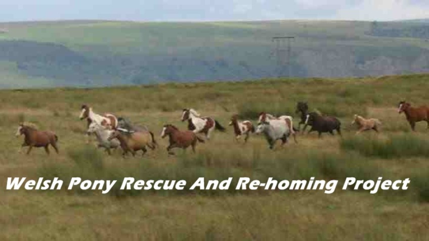Welsh Ponies Re-homing Project
