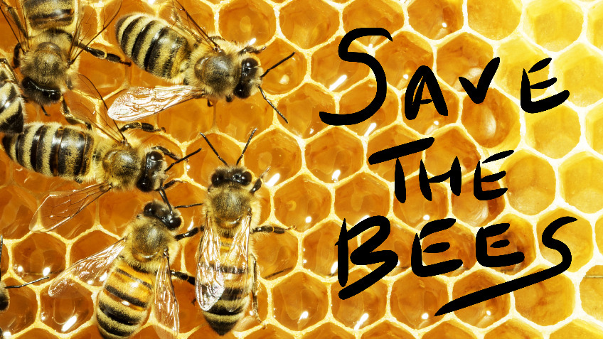 Save the honey bees! Start up beekeeping project.
