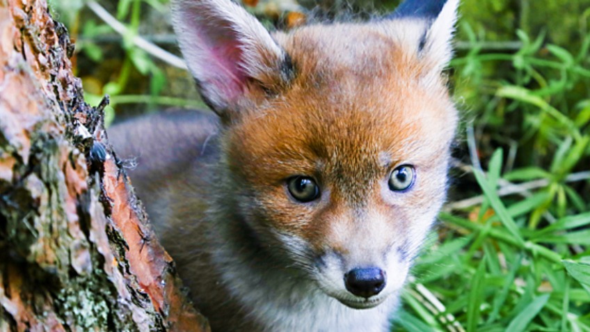 Votes for Vinny for a Cruelty Free Future