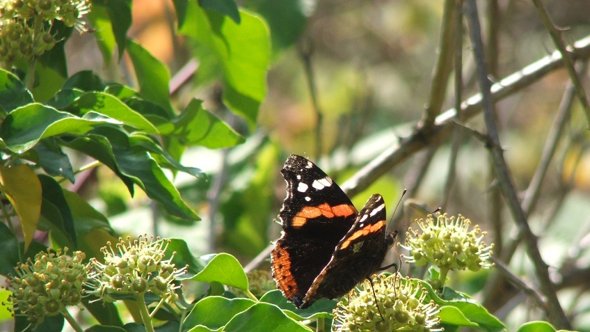 The Arnos Vale Community Garden