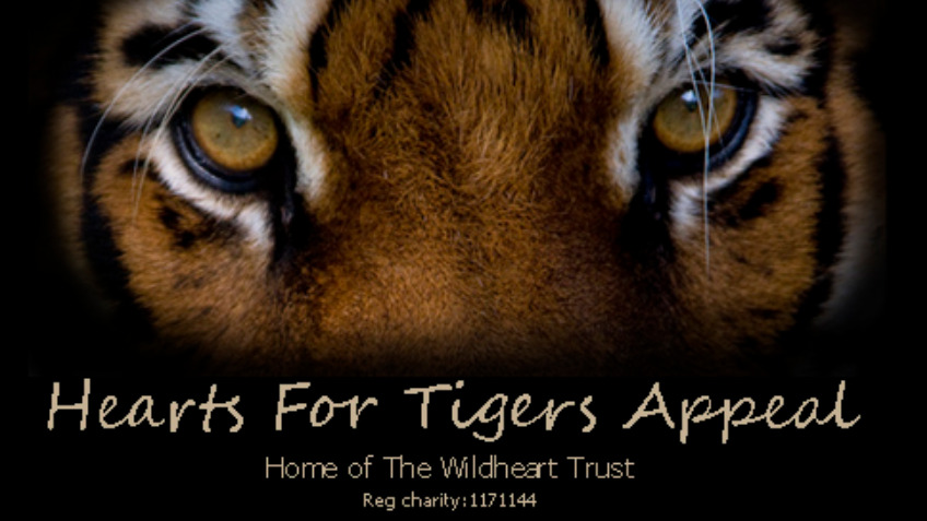 Hearts for Tigers appeal
