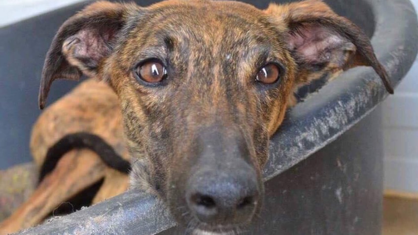 Galgos Del Sol Pounds for Hounds