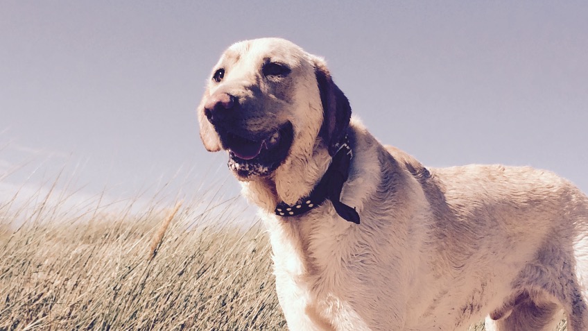 Barks & Recreation